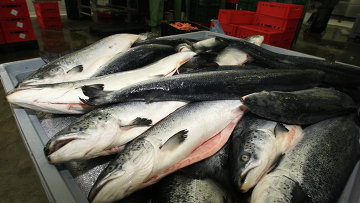РИА Новости: «Рыбная ассоциация РФ просит Чили снизить цены на импортный лосось»