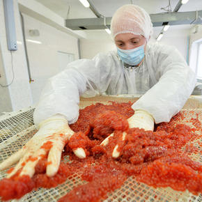 ИА Рамблер: Производство красной икры в России упало в ноябре более чем на 40%