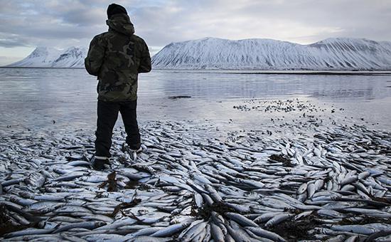 РБК: России грозит дефицит рыбной продукции из-за нового эмбарго