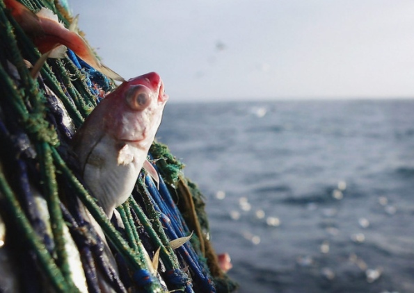 Рыбная ассоциация предлагает ограничить экспорт пошлинами
