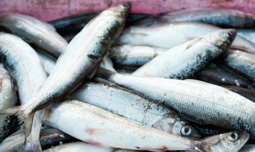 Русская Служба Новостей: В Рыбной ассоциации призвали рыбаков не выбрасывать головы и хвосты