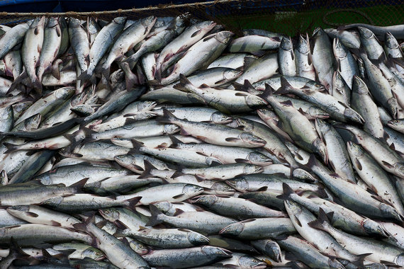 Ведомости: Сбербанк и правительство Сахалина займутся доставкой рыбы с Дальнего Востока