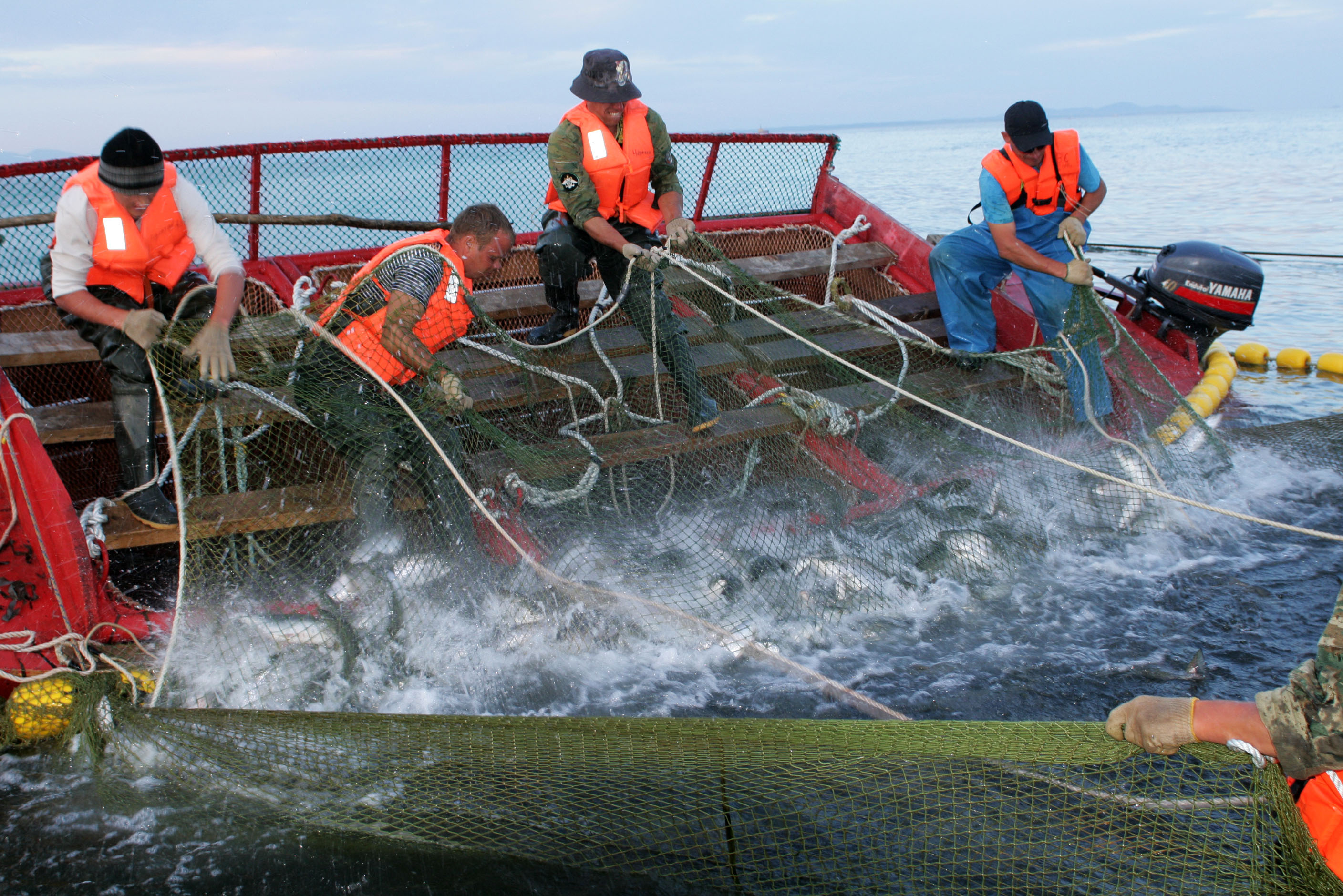 ИТАР-ТАСС: «Рыбная ассоциация просит ввести переходный период для запрета импортной продукции»